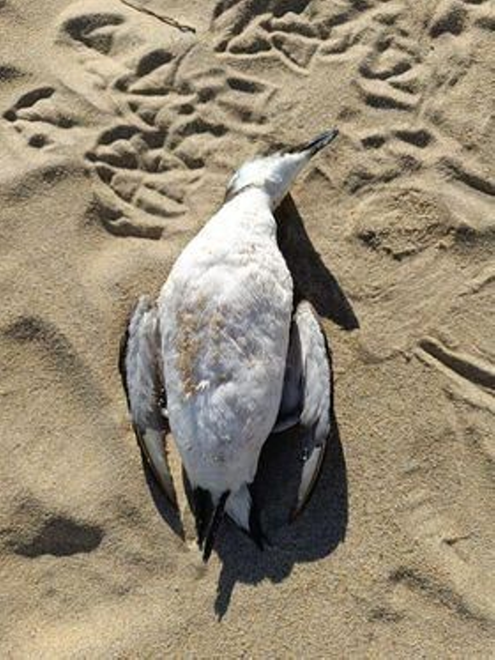 Un alca torda, en la Cuesta Maneli.