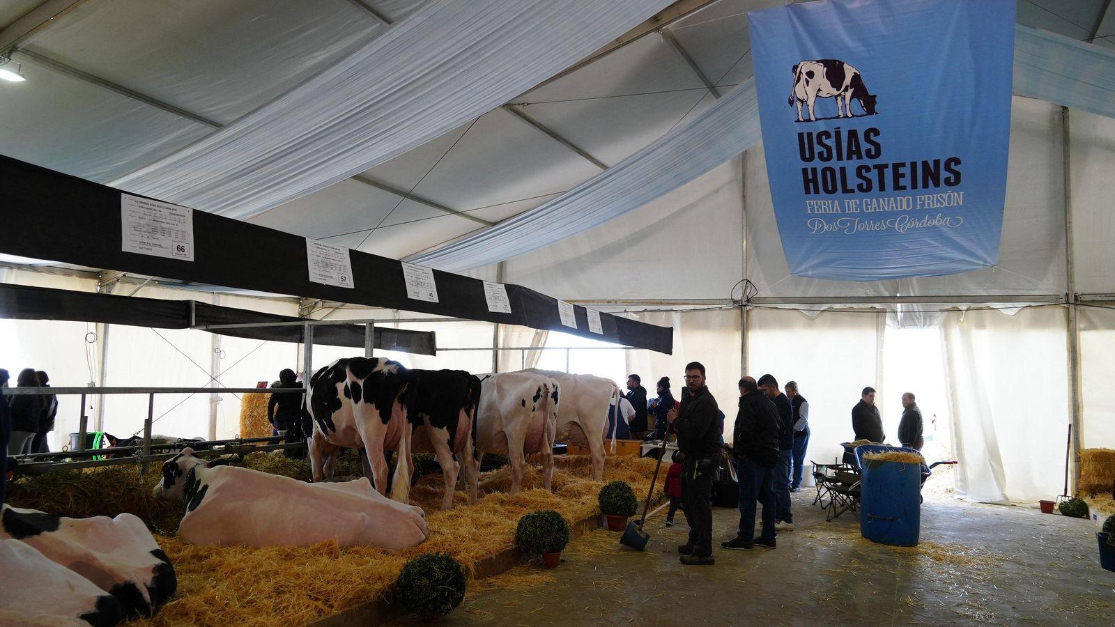 Algunas de las vacas en la feria. Algunas de las vacas en la feria.