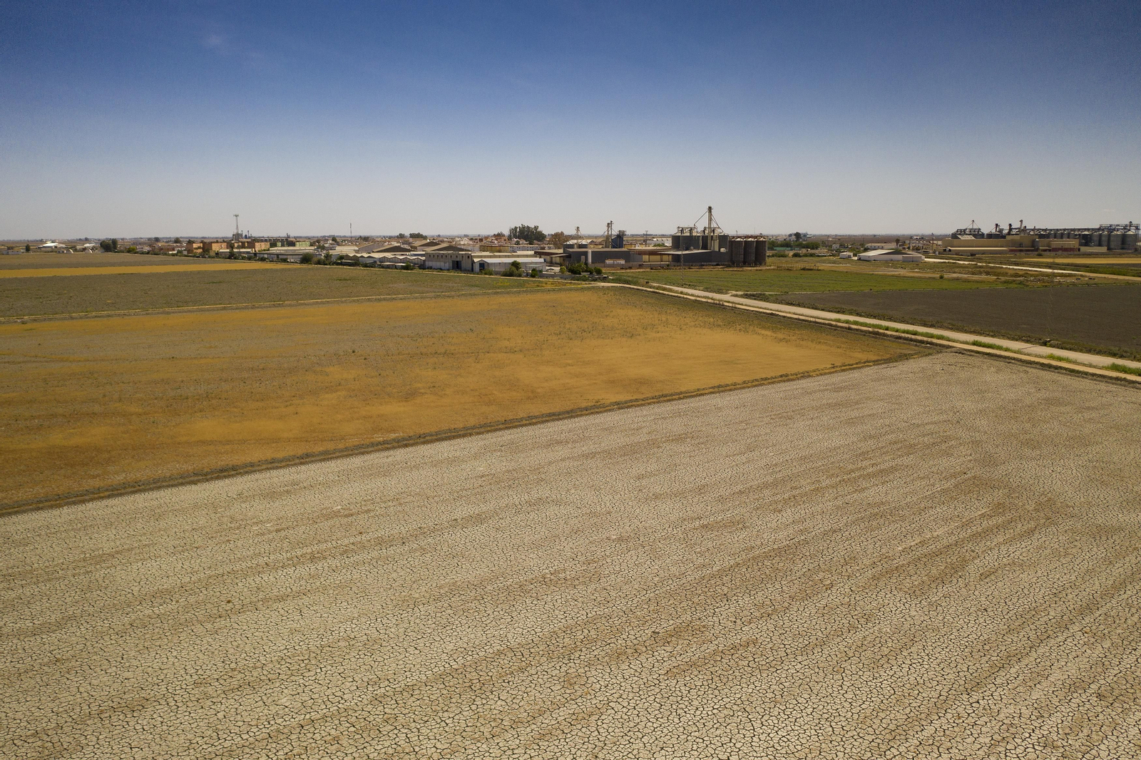 Las fotos de la sequía que sufren los cultivos de arroz en Isla Mayor