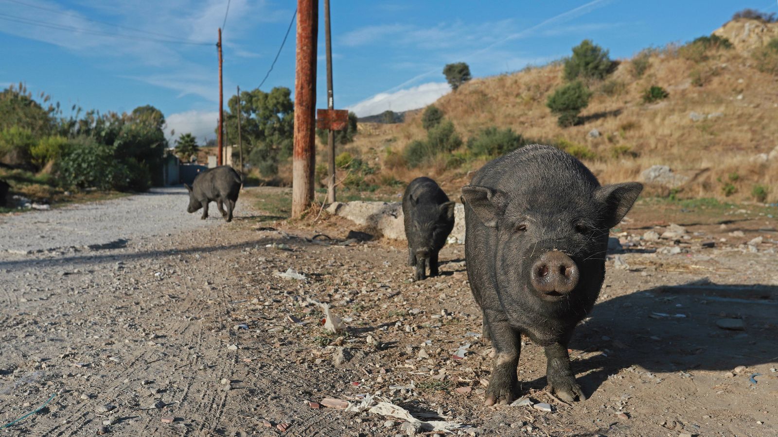 Cerdos vietnamitas en la barriada de Los Pastores