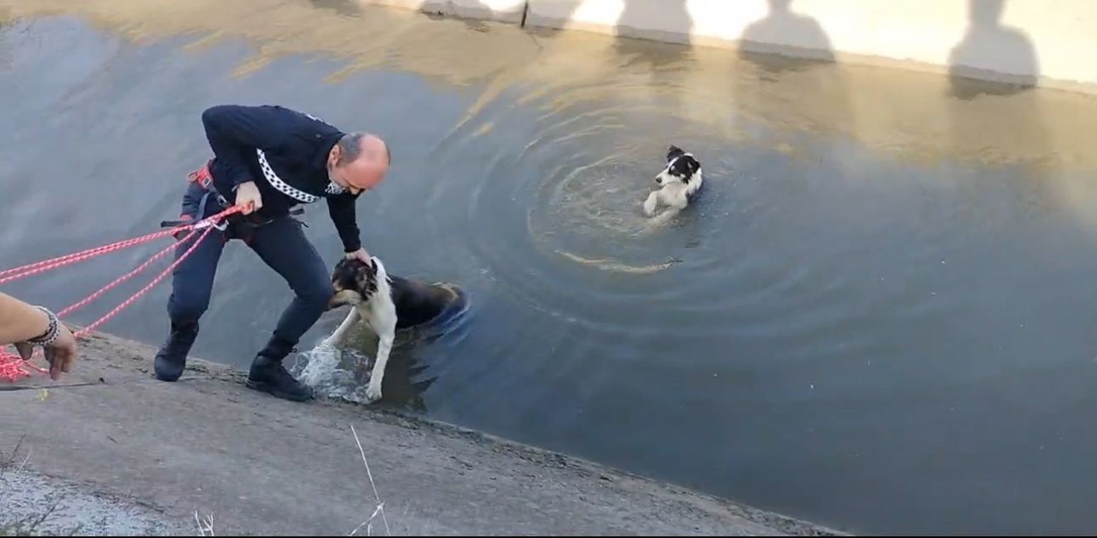El agente de Policía Local, en el momento del rescate de los perros que cayeron al canal.