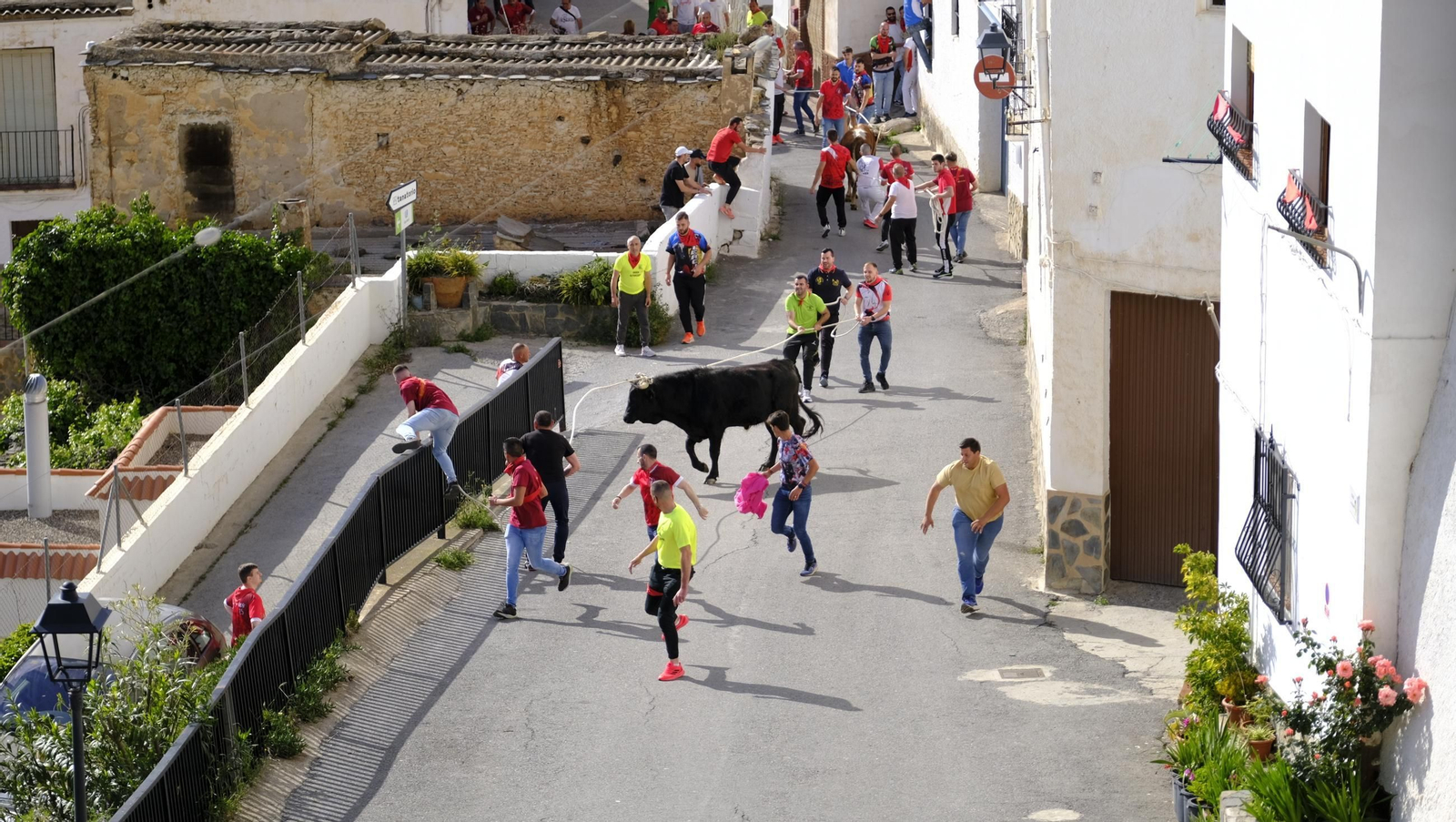 Los toros ensogados de Ohanes, en imágenes
