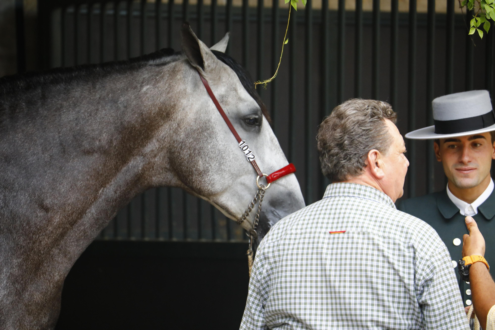 El concurso morfológico de caballos de pura raza de Cabalcor, en fotografías
