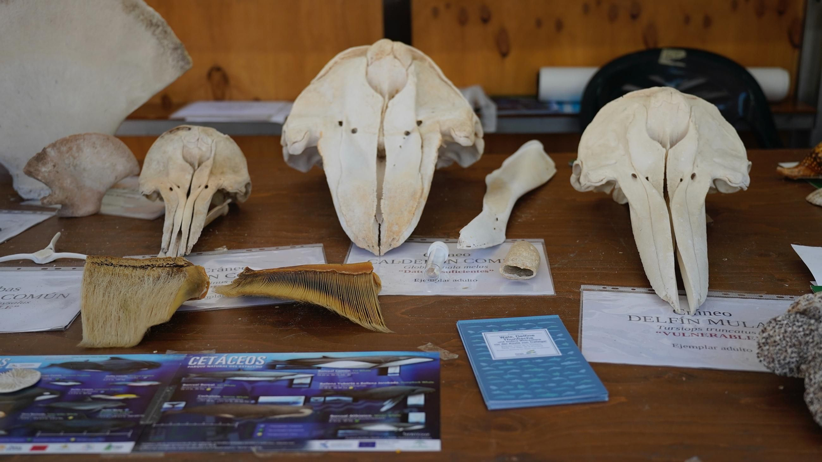 Muchas personas se reunen en la Plaza Alta, bailando y comiendo paella junto a la Feria de los Parques Naturales de Cádiz
