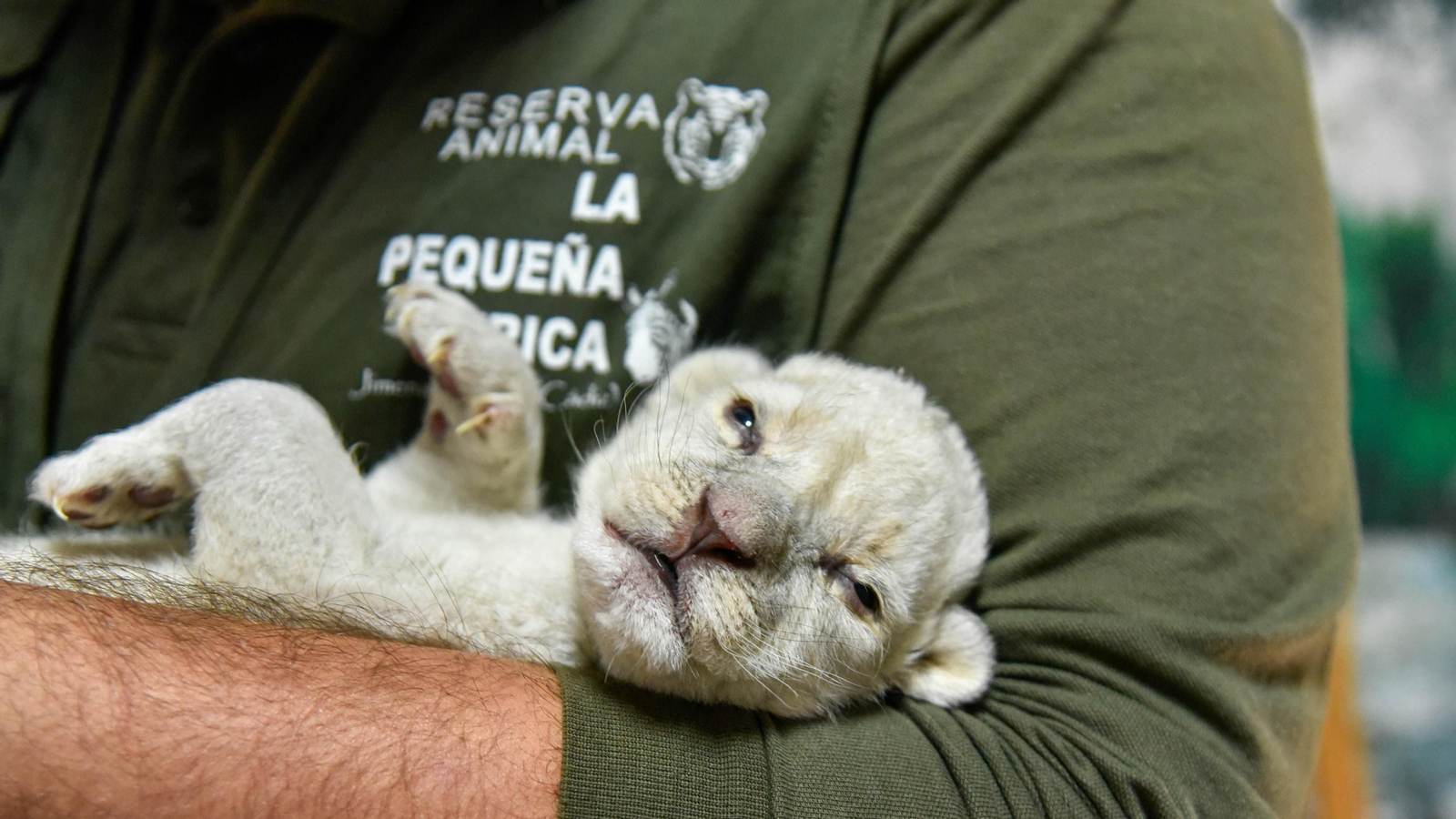 Las fotos de los chachorros de leones blancos de Jimena