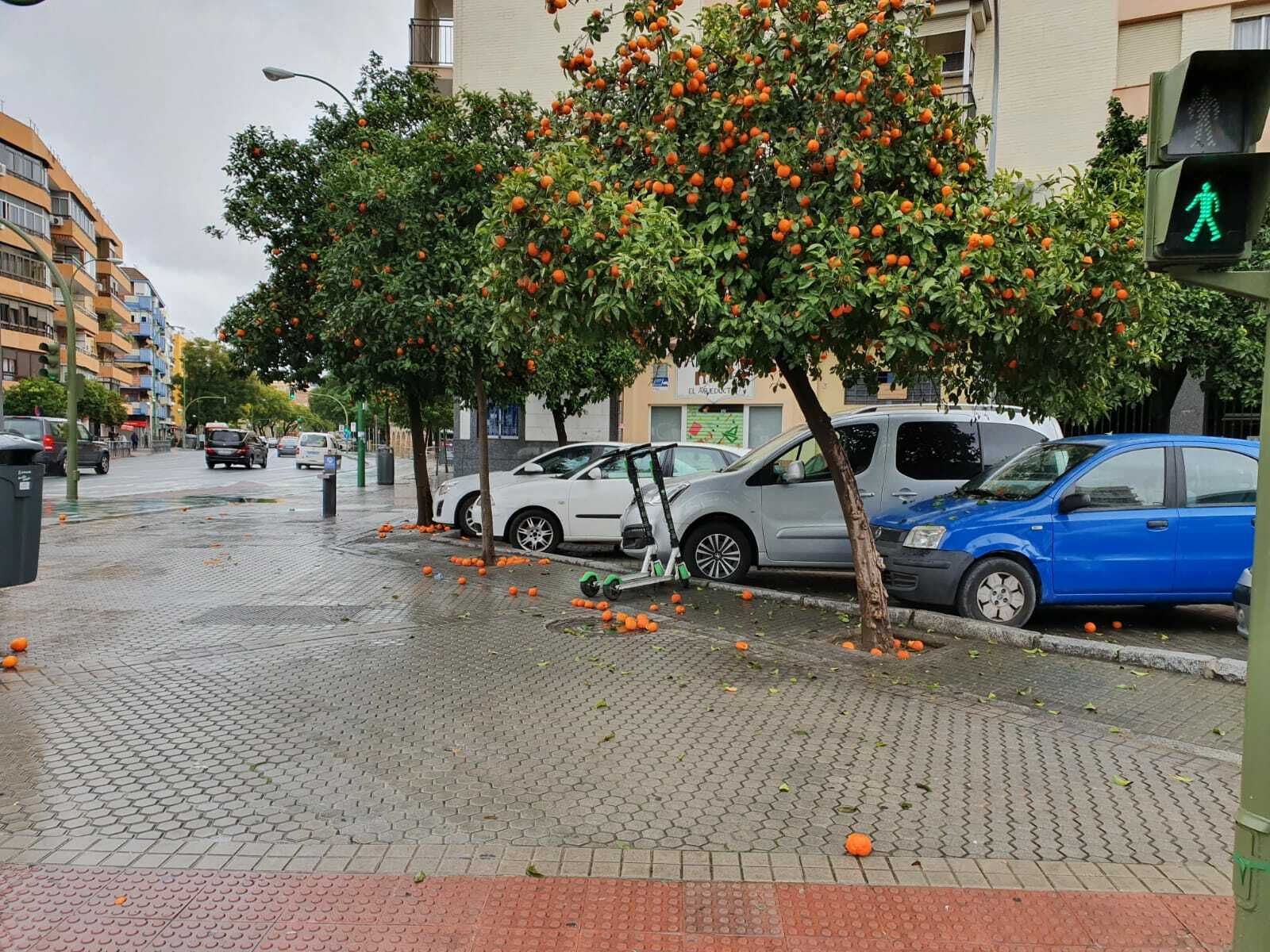 Una de las calles denunciadas por el PP donde pueden verse las naranjas por el suelo.
