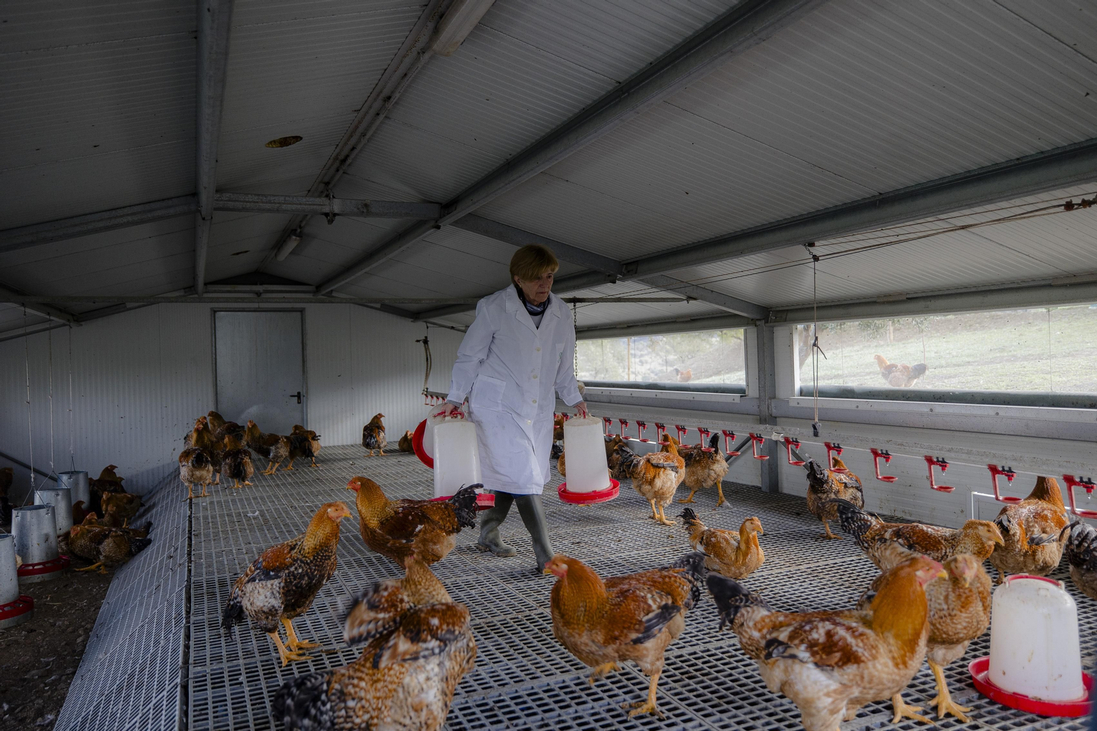 Imágenes de la finca "Loma Verde"; dedicada a la cría de capones y pulardas en libertad.
