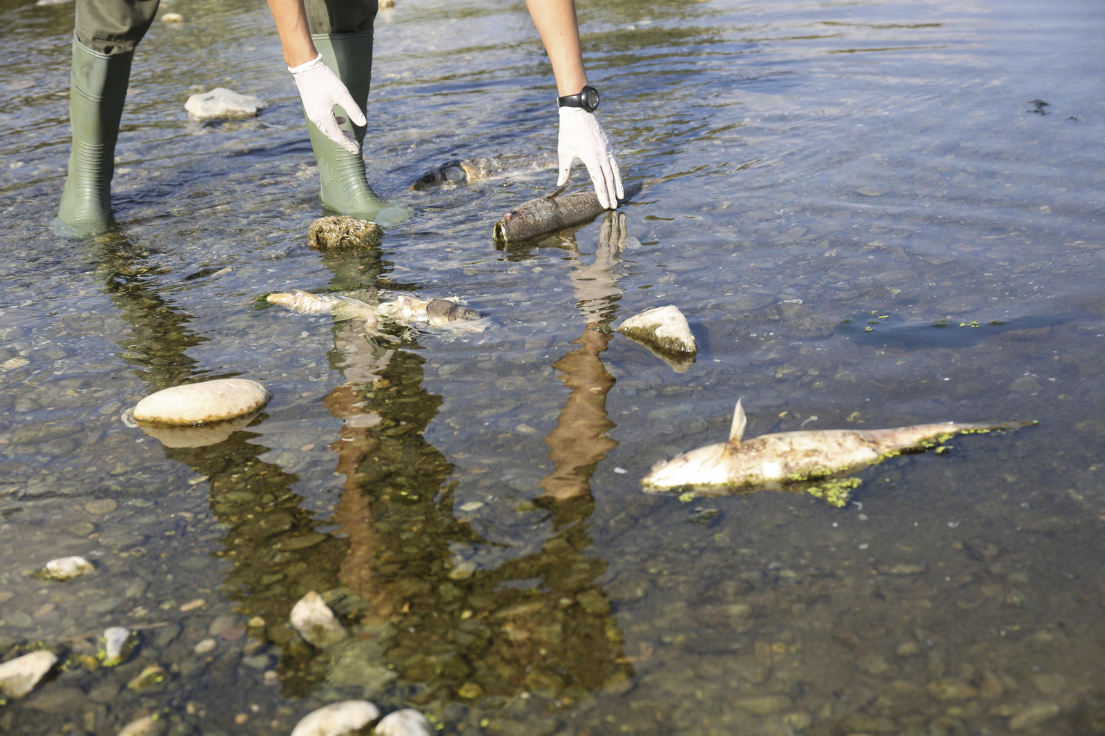 Aparecen cientos de aves y peces muertos en el río Guadalhorce