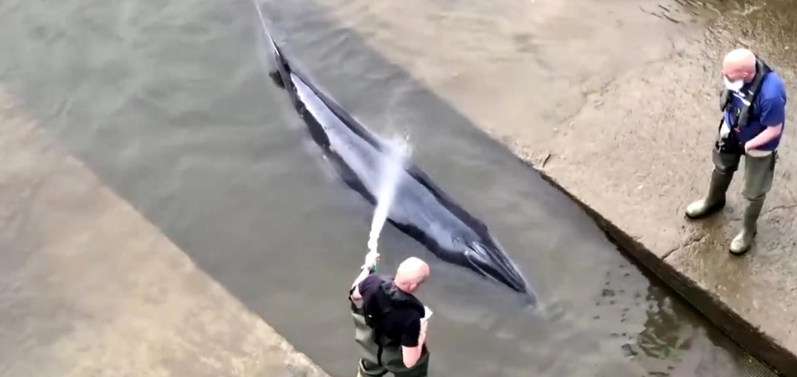 Momento en el que los operarios atienden a la ballena varada en al Támesis