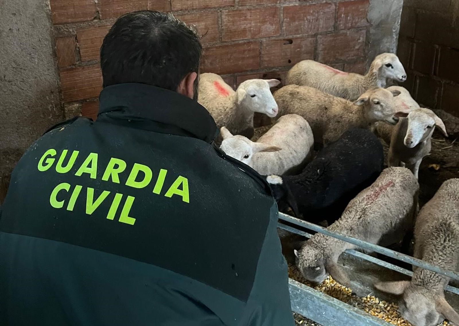 Agente de la Guardia Civil con coderos segureños.