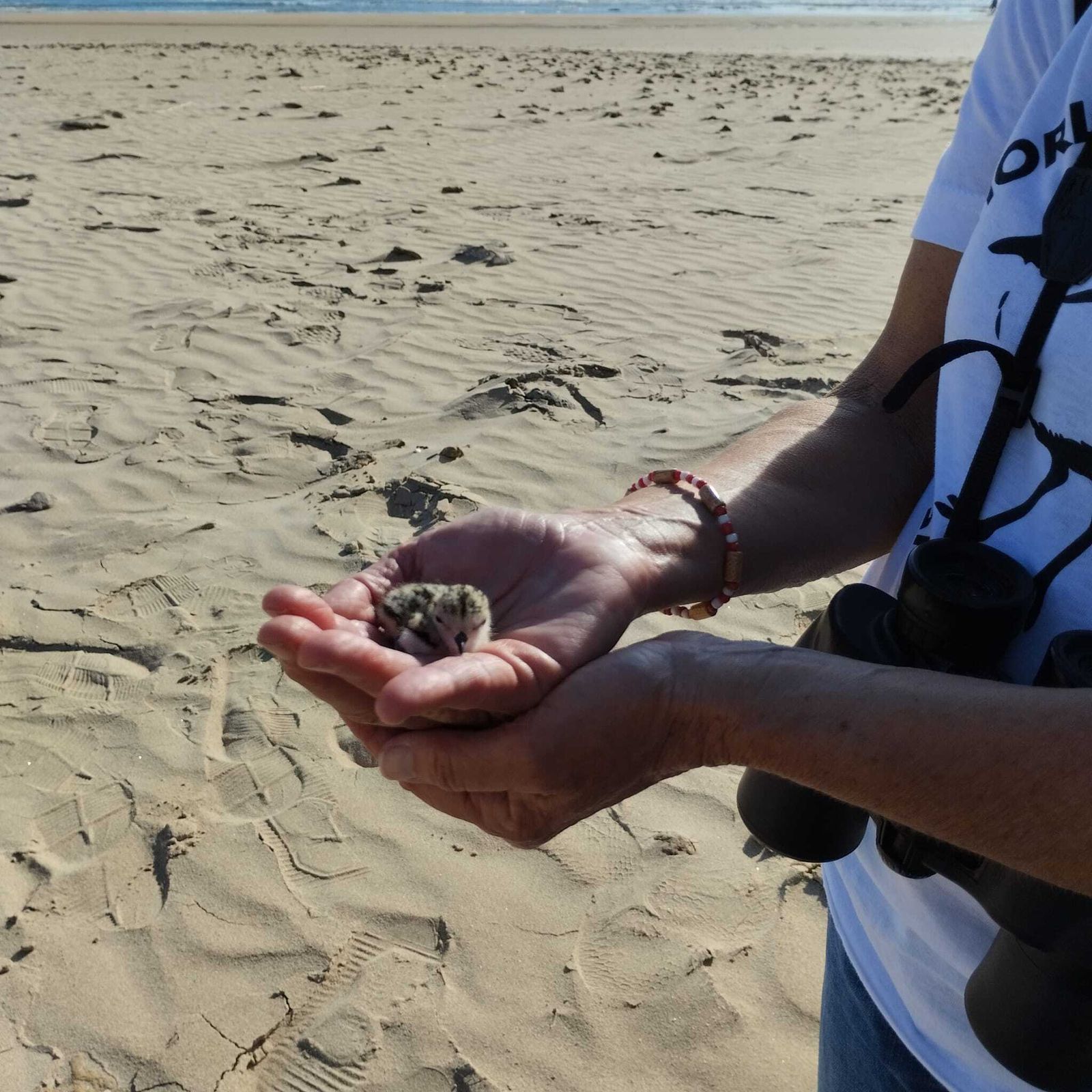 Otro pollo en manos de un experto.