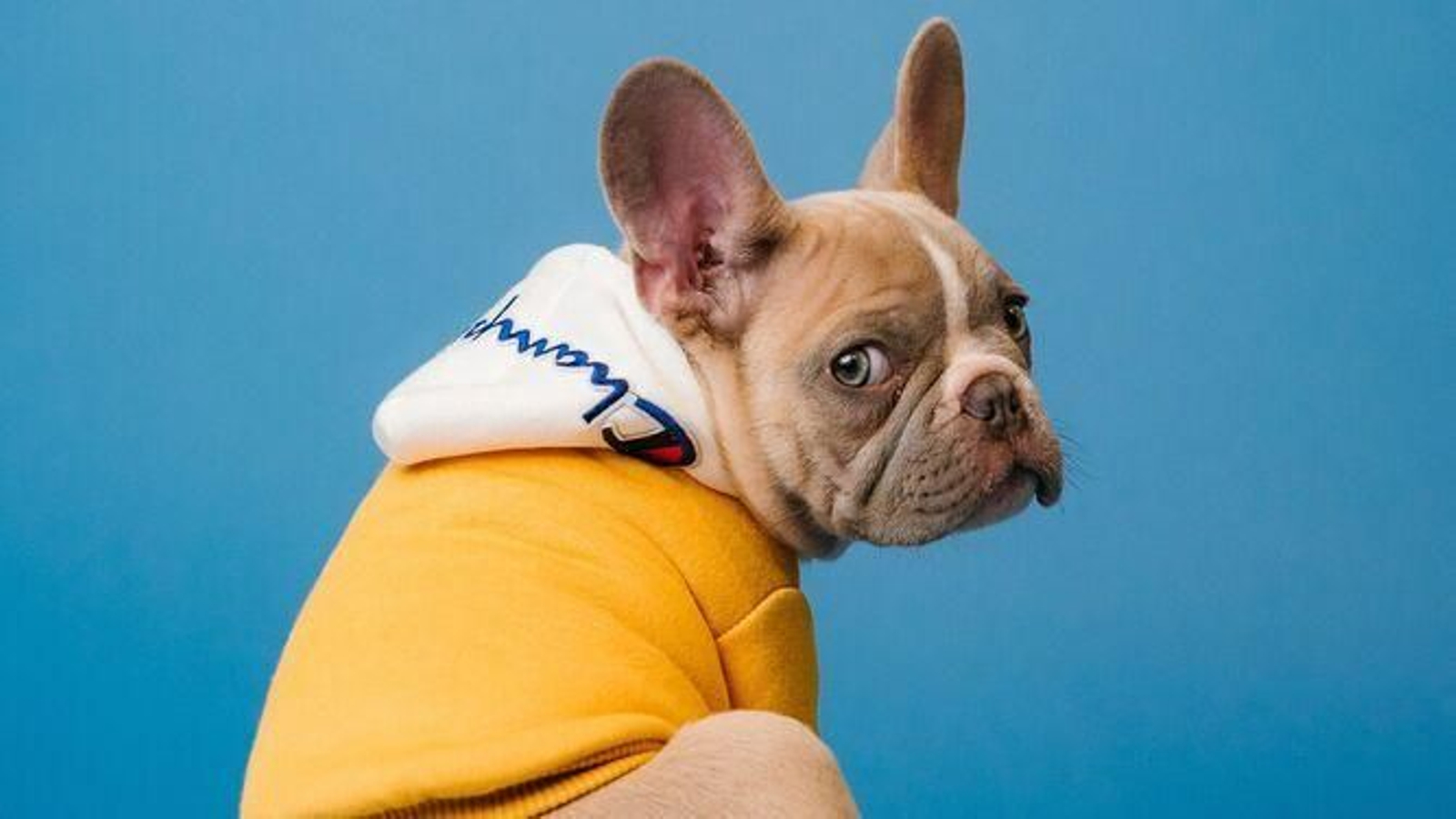 Una mascota con sudadera