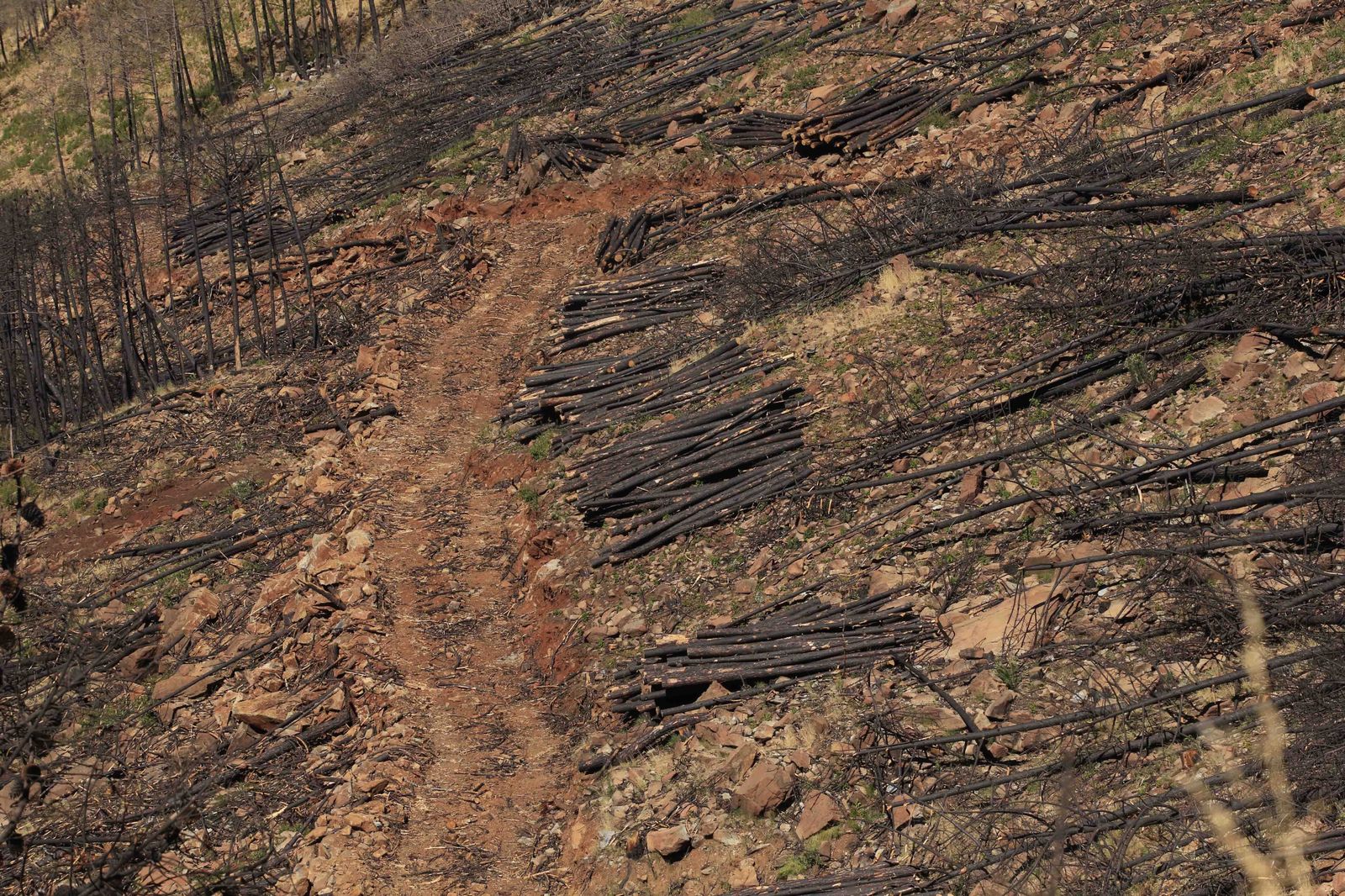 Un año del gran incendio de Sierra Bermeja, en fotos.