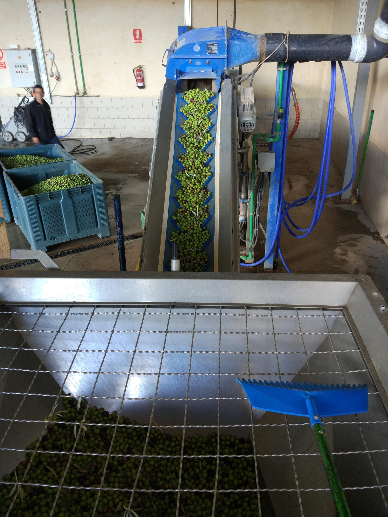 Un día de molturación en la almazara de Finca La Torre