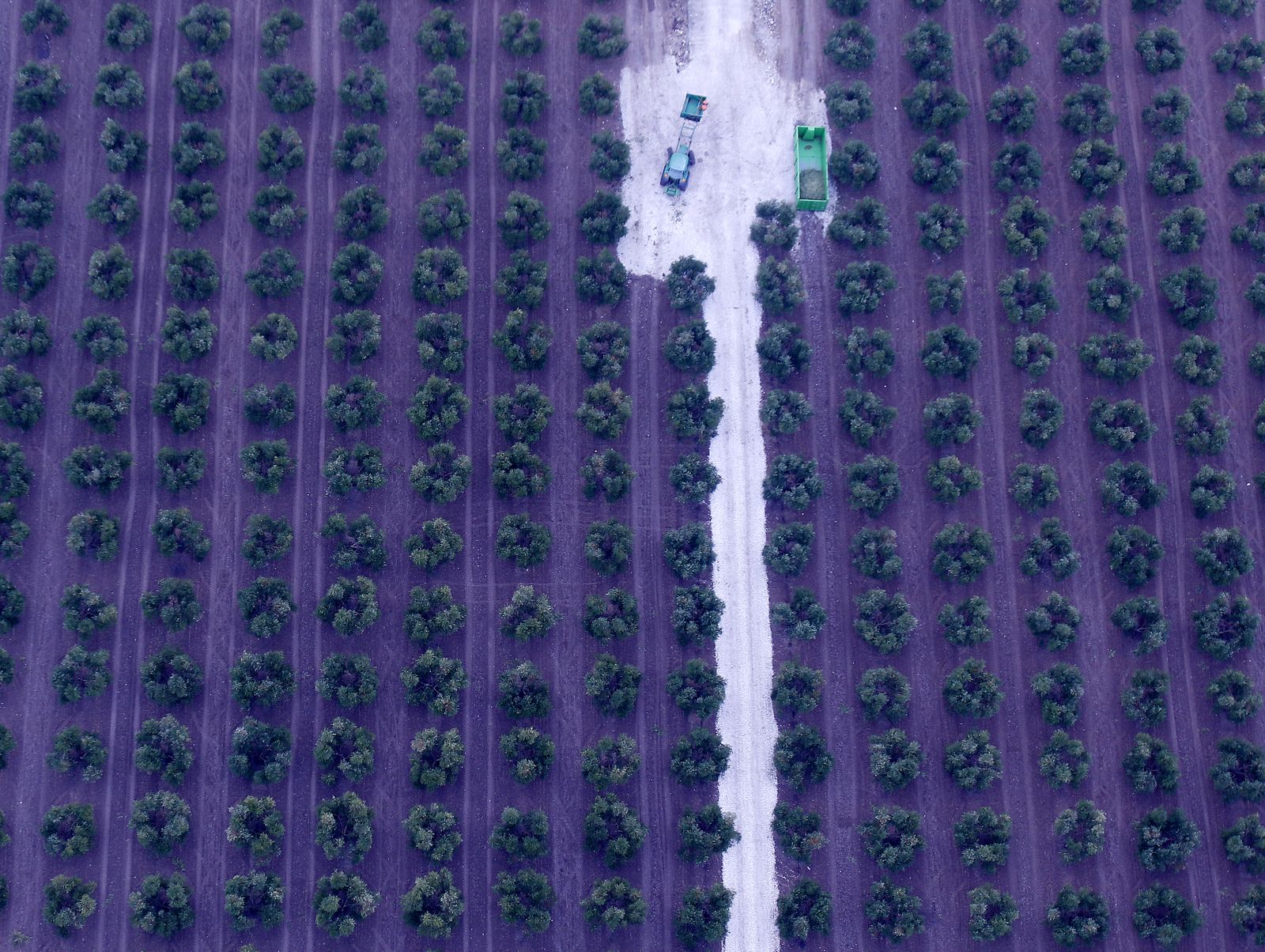 Reportaje sobre el aceite de oliva