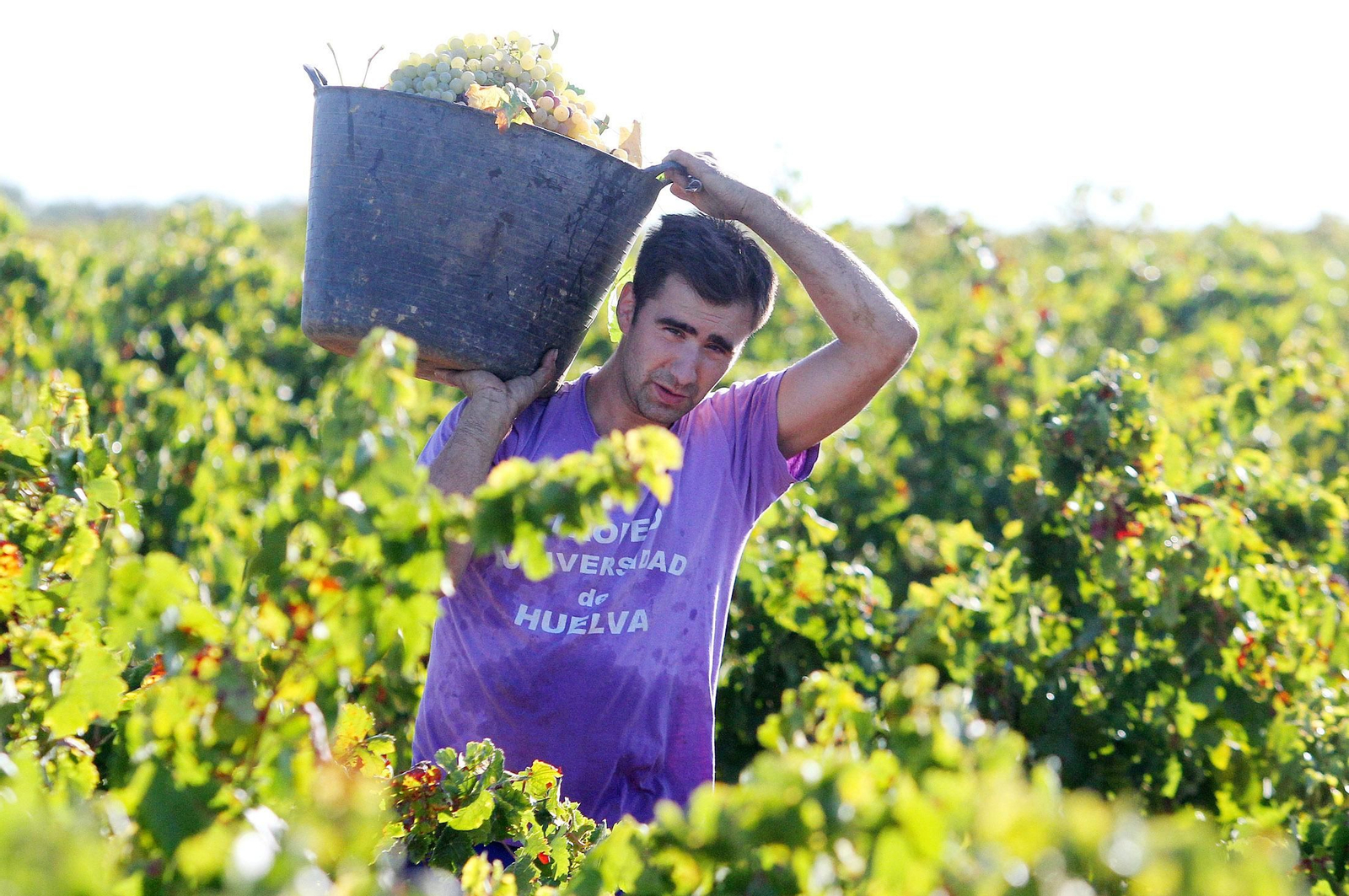 Un jornalero durante la vendimia de 2017.
