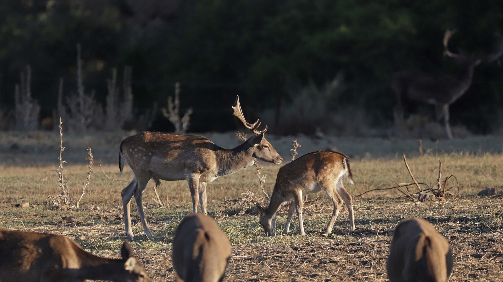 Fotos de la berrea en el Parque Natural de Los Alcornocales