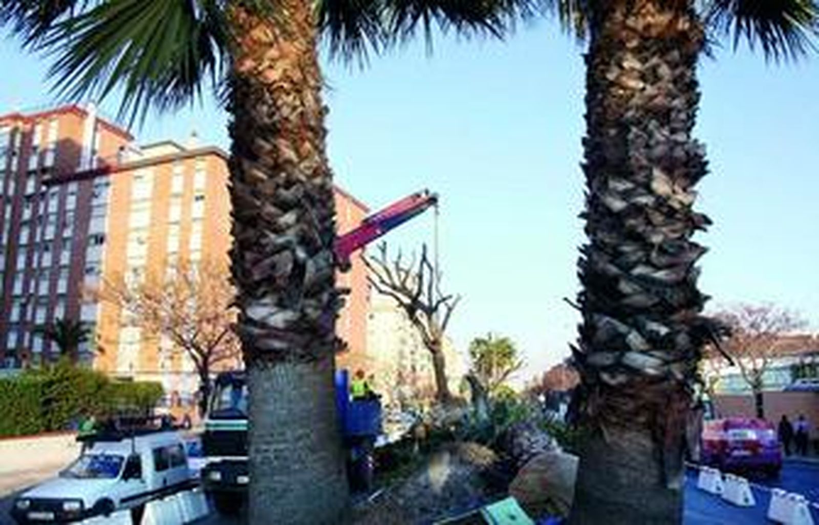 Una grúa levanta uno de los árboles afectados por el Metro, en la calle Cómpeta.