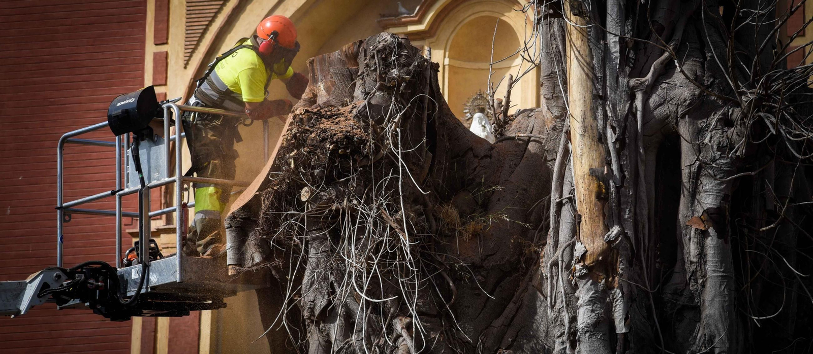 Imágenes de la tala definitiva del ficus de San Jacinto