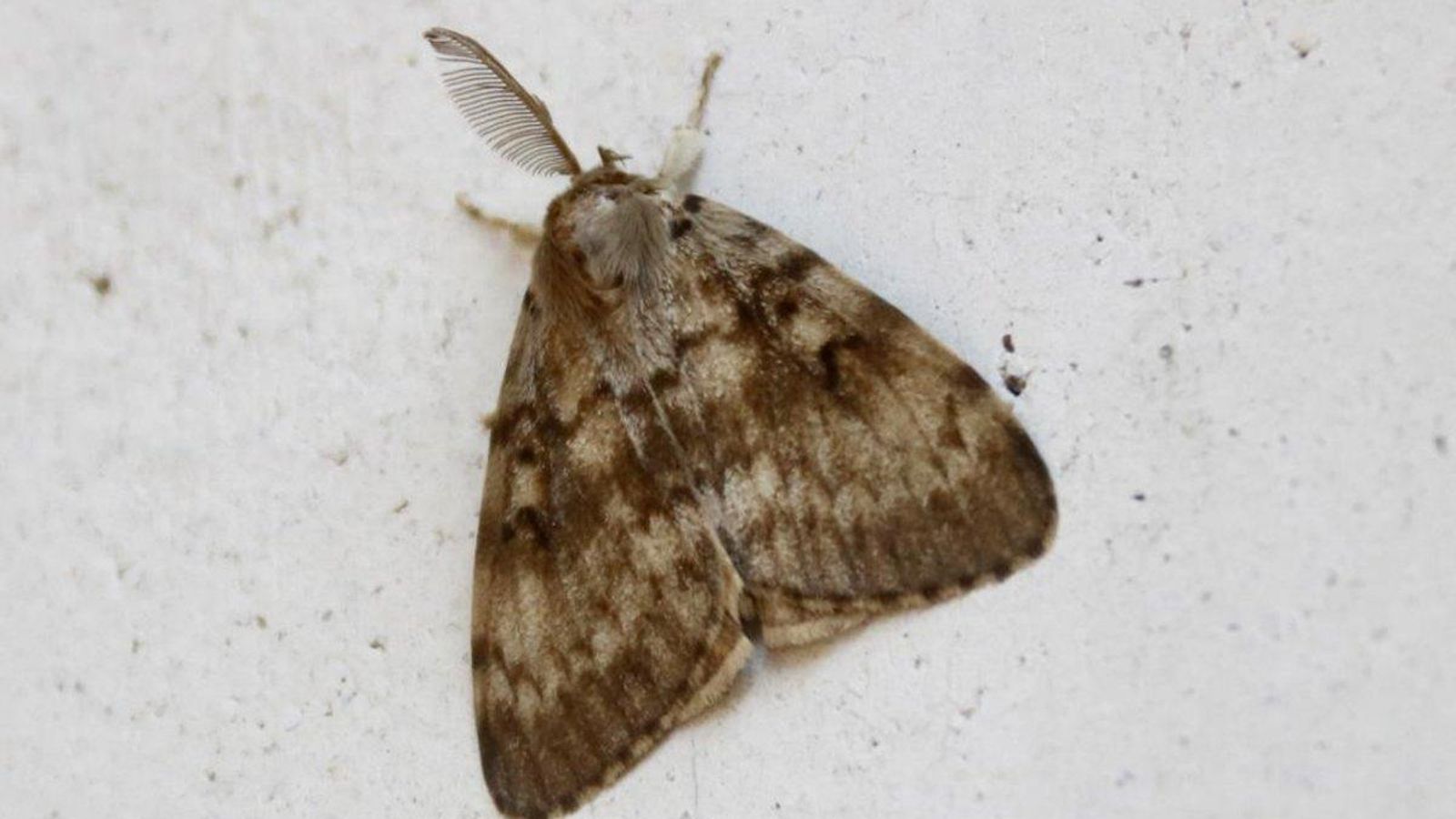 Un ejemplar de lagarta peluda.