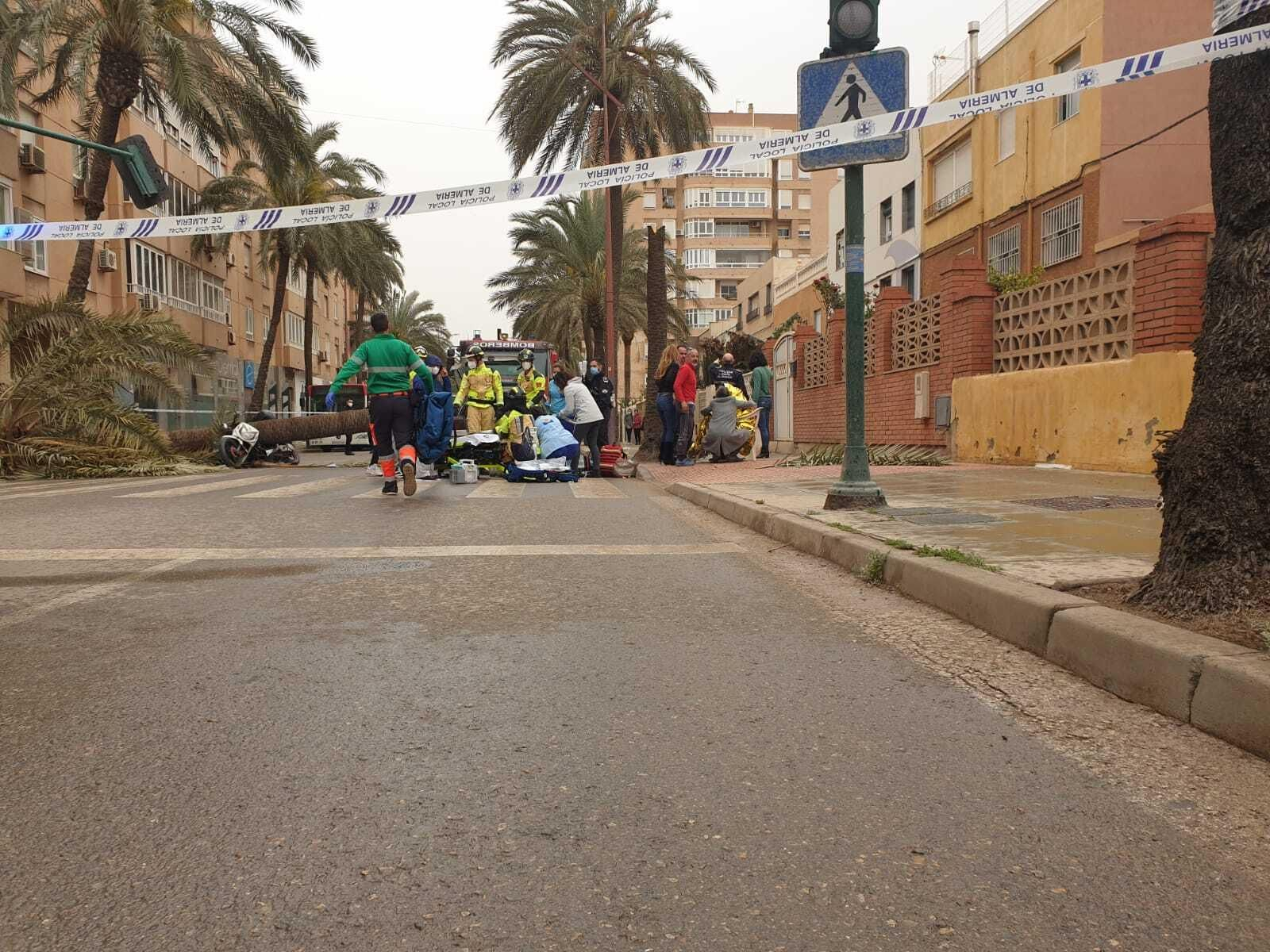 Una palmera causa un brutal accidente en Almería