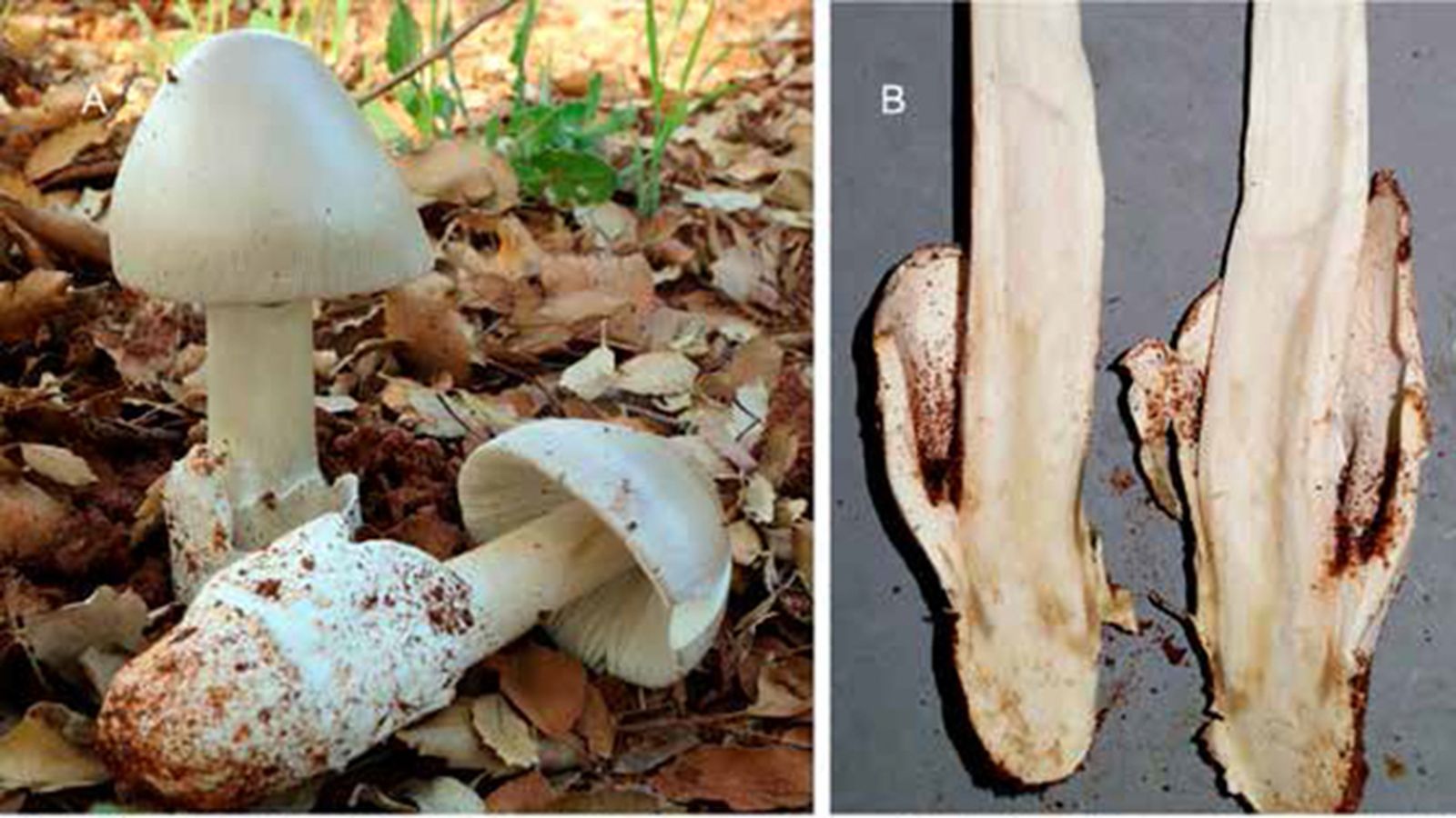 Ejemplares de Amanita calida.