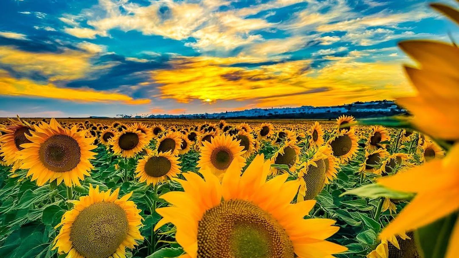 Conil de la Frontera, una de las fotografías seleccionadas