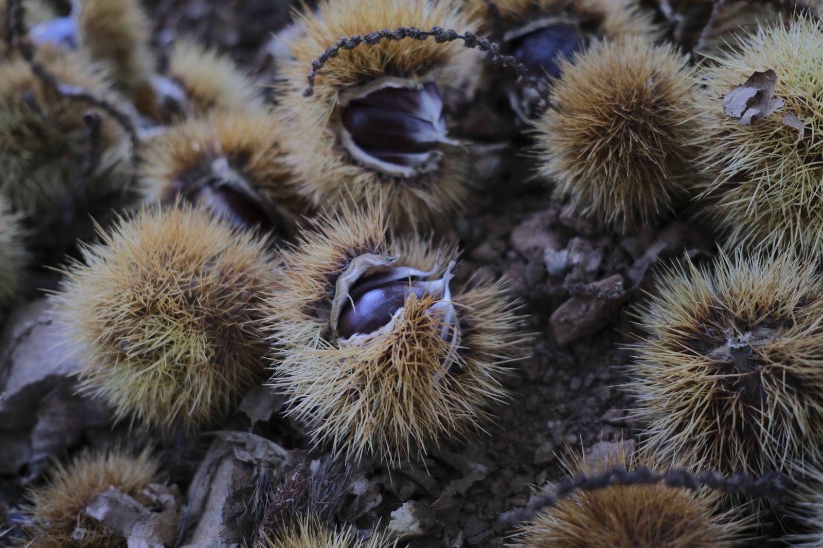 Cuadrillas en la recogida de castañas en el Valle del Genal