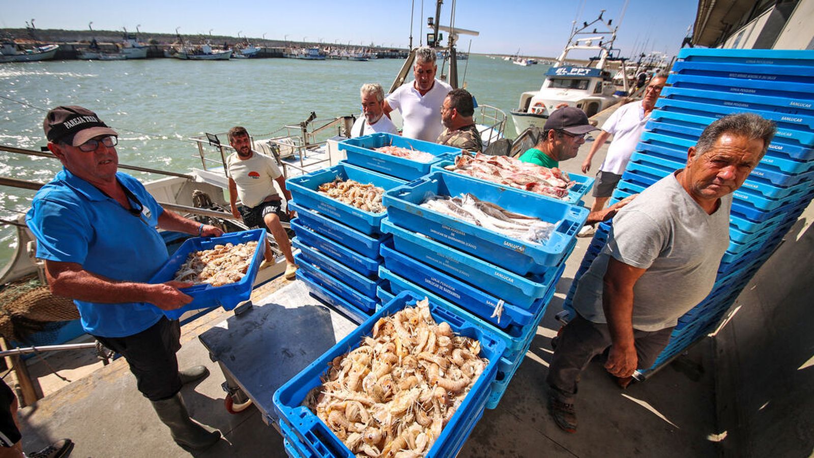 Apilan el marisco en el puerto de la lonja de Bonanza, en Sanlúcar.