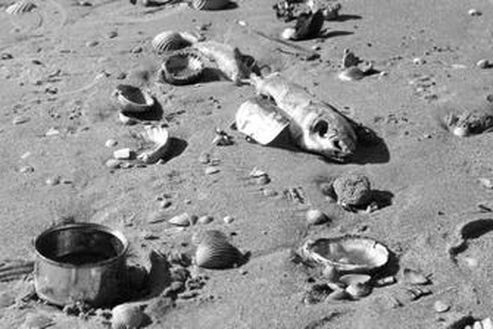 Latas y peces en la arena