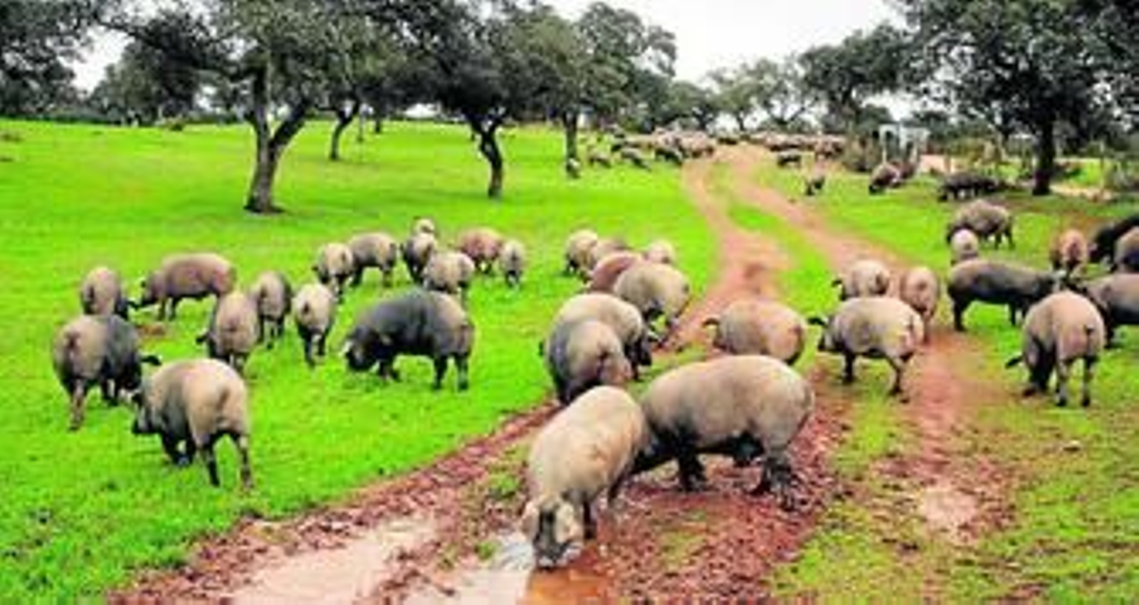 Una piara de cerdos, en una finca del Andévalo onubense.