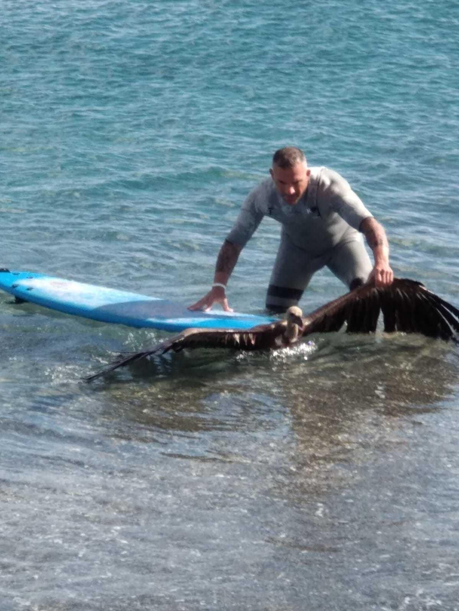 Un hombre rescata al buitre del agua en la zona de Levante.