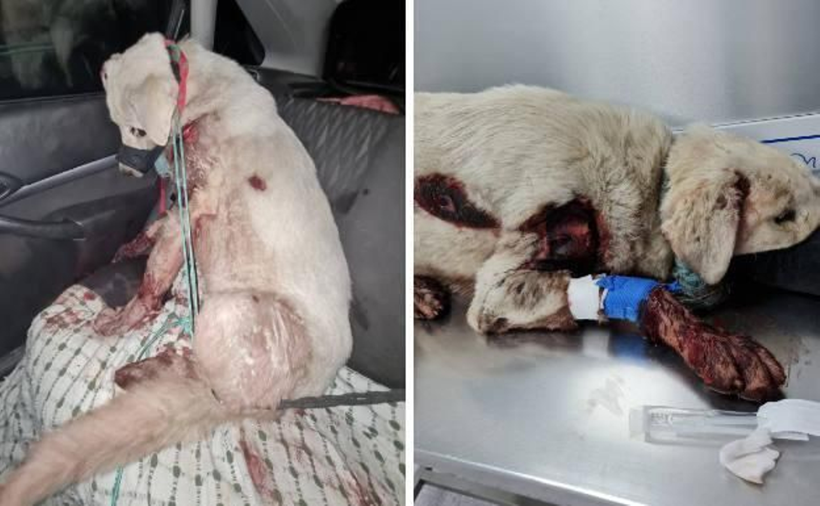 Duras imágenes: atan a una perra a un coche y la arrastran por la carretera