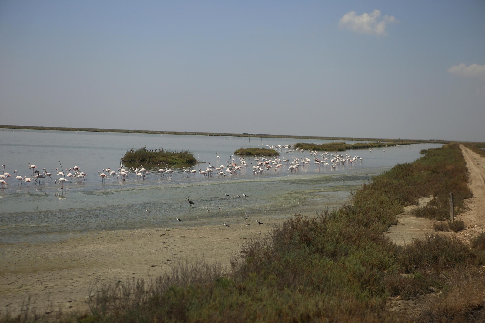 Dentro de la ruta del arroz en Sevilla: finca Veta la Palma