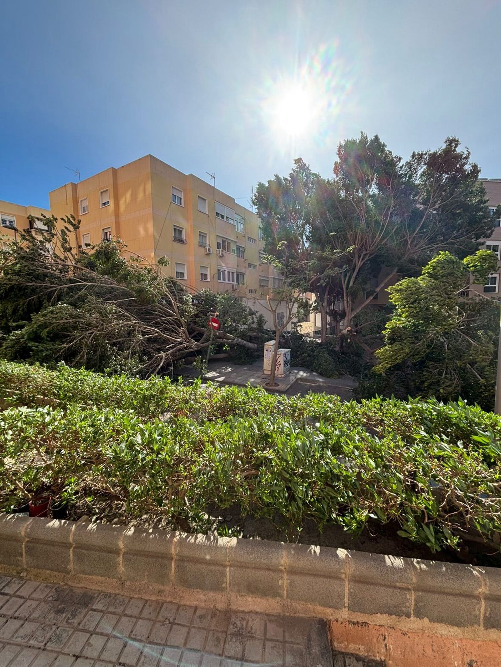 Árboles caídos junto a la Bola Azul.