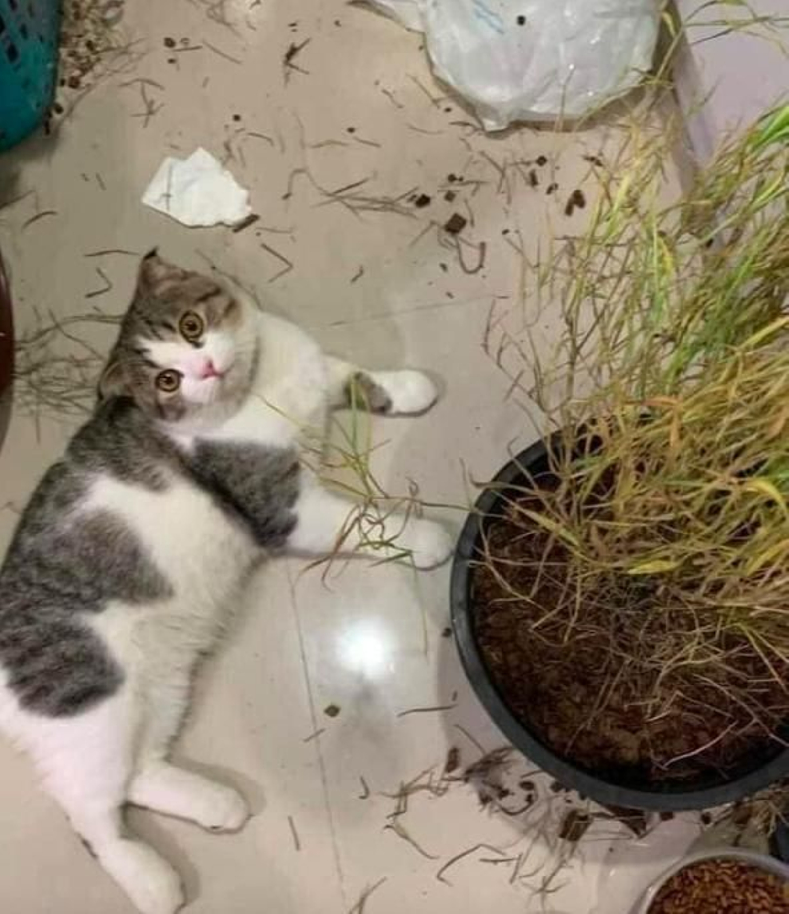 Destroza las plantas