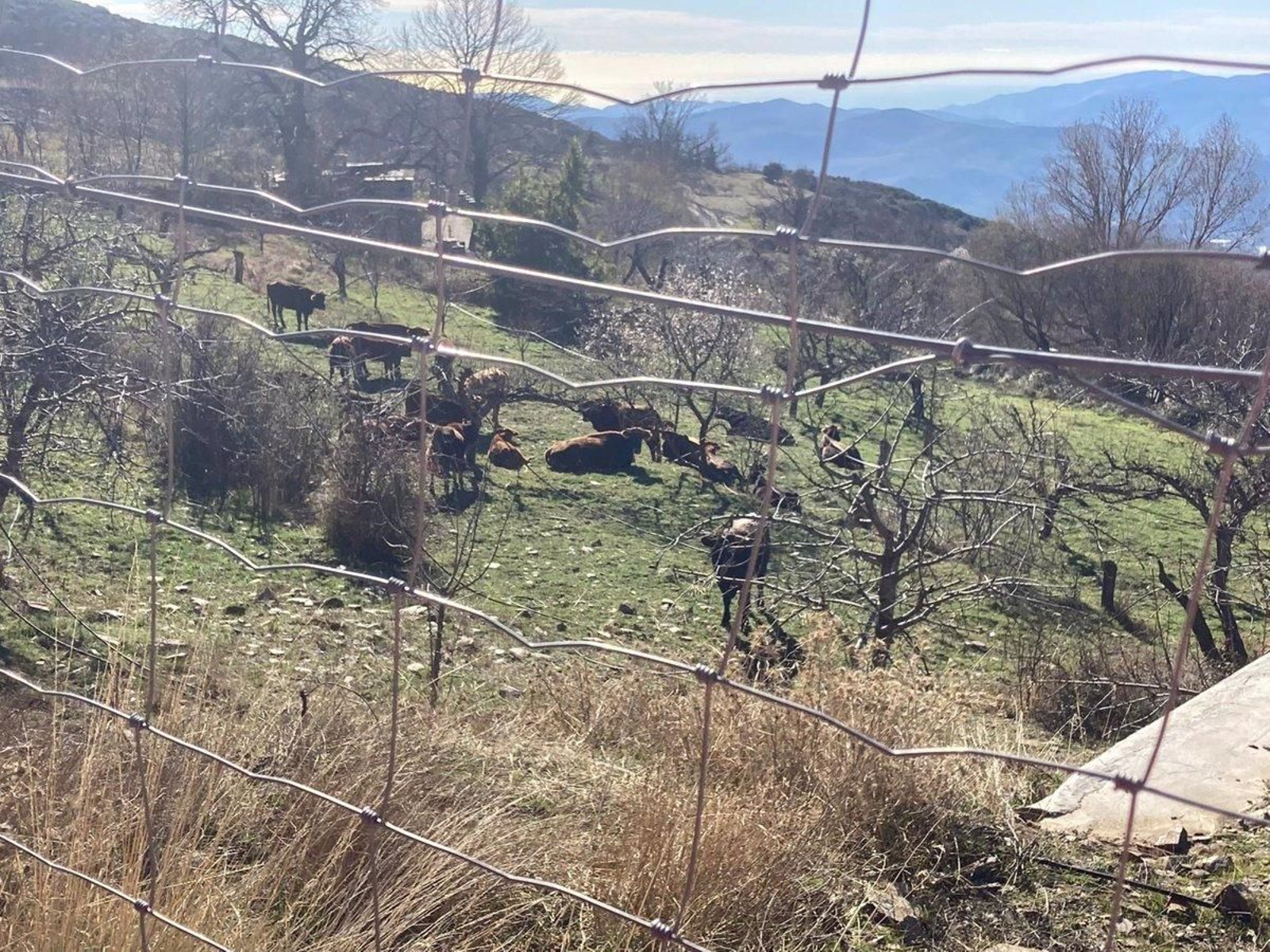 Algunas de las vacas que fueron capturadas en Bayárcal tras pastar libremente por la zona.