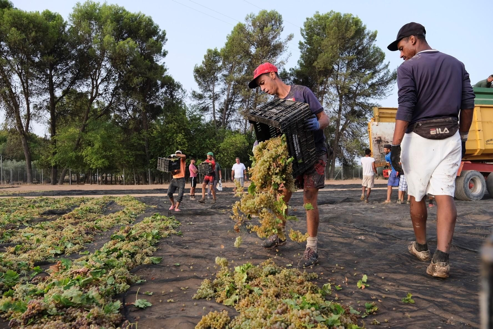 La vendimia en una pasera de Montilla-Moriles, en fotografías