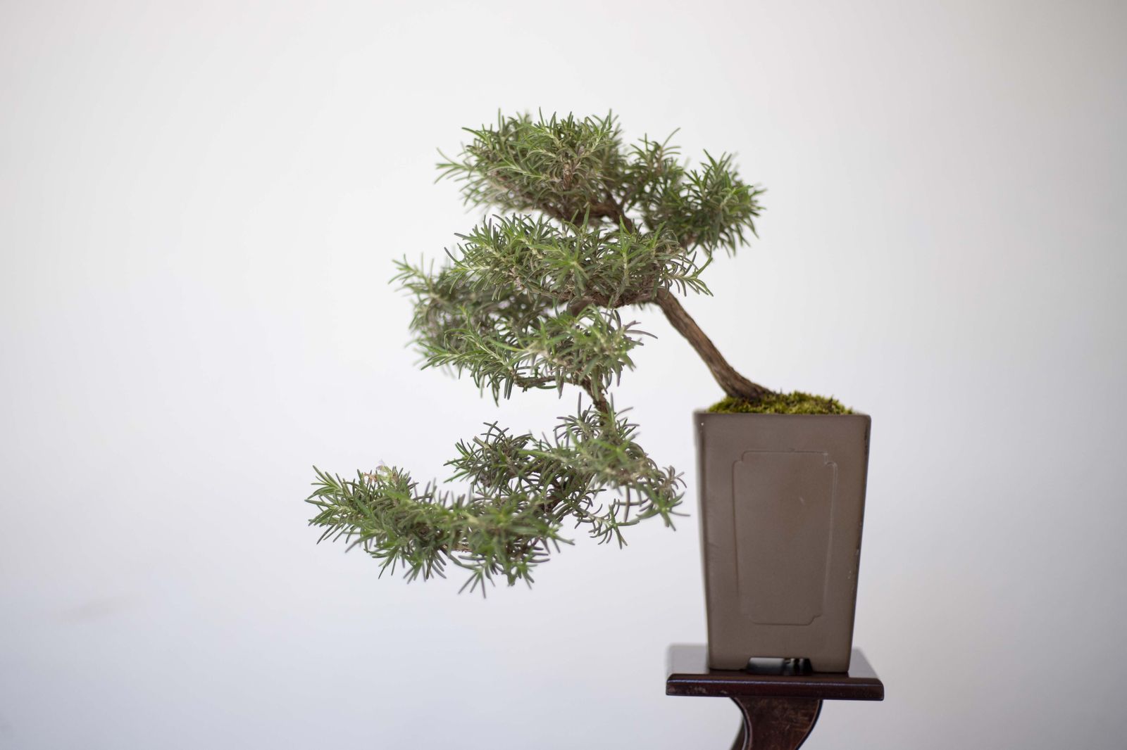 La Exposición de Bonsái de Primavera de Córdoba, en fotografías