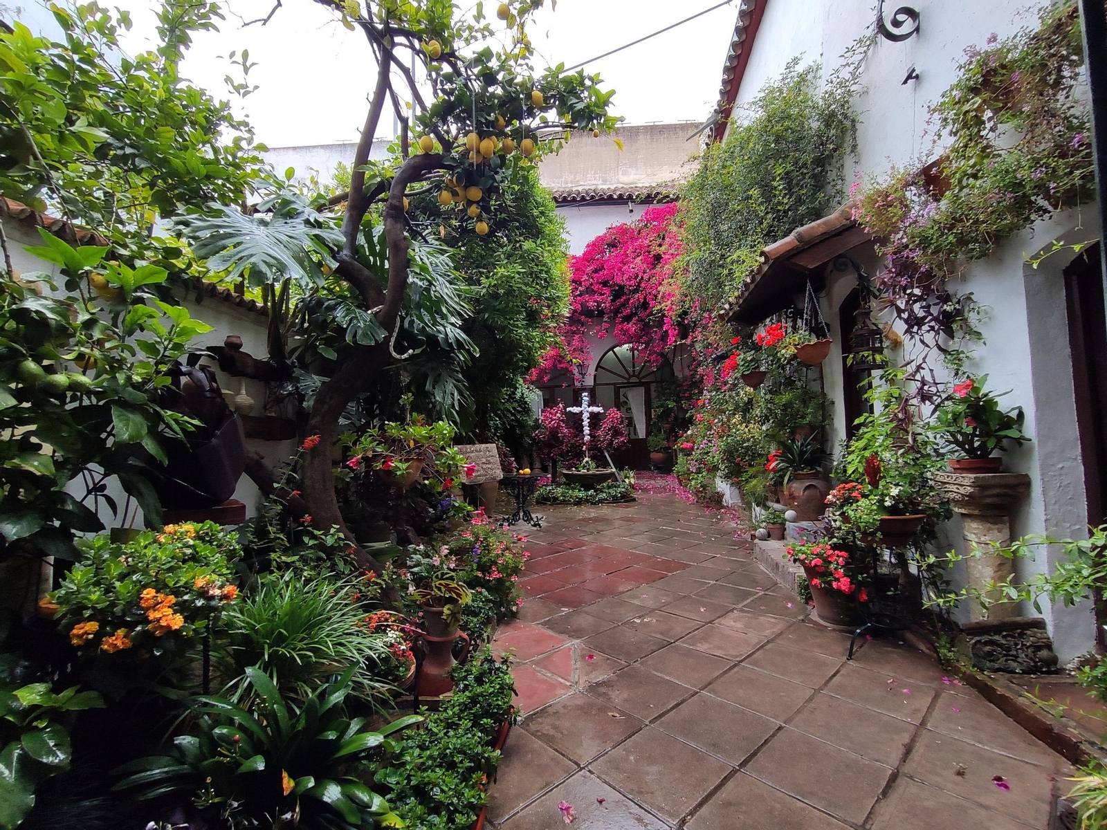 Las fotos de los Patios de Córdoba en tiempos de crisis: La Palma, 3
