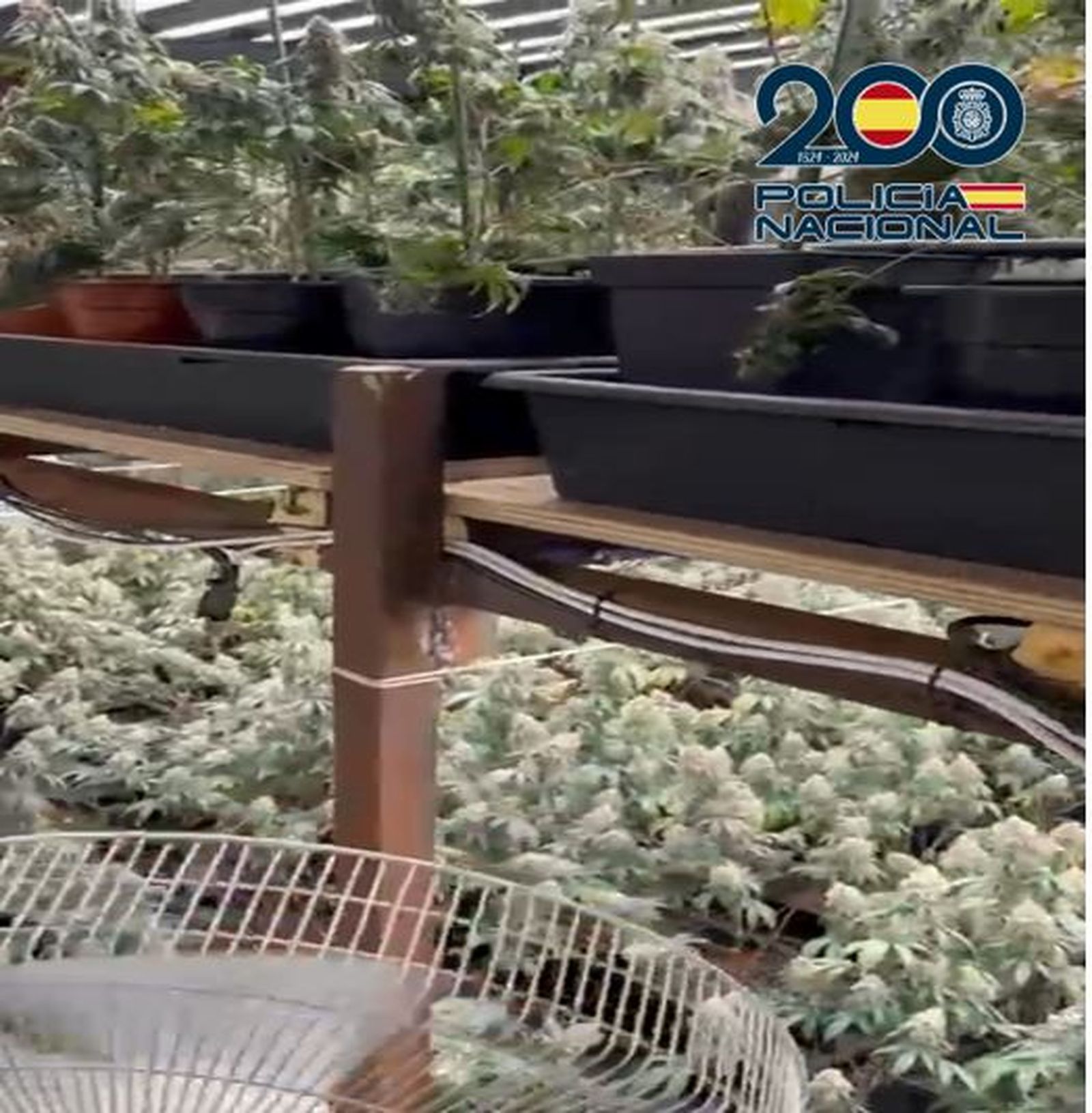 Nave con las plantas de marihuana desarticulada en Granada