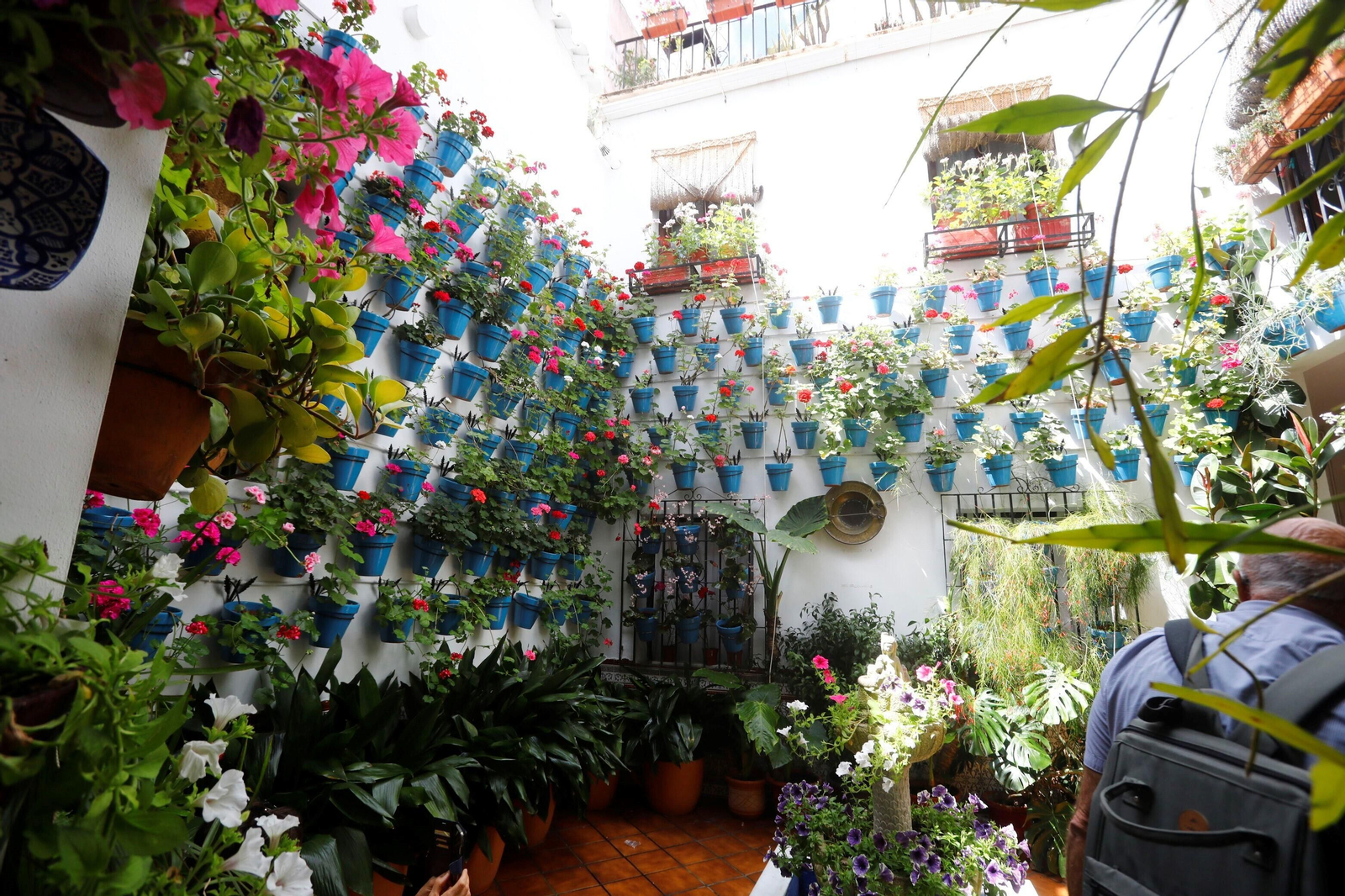 Los patios de Córdoba de la ruta Judería-San Francisco, en imágenes
