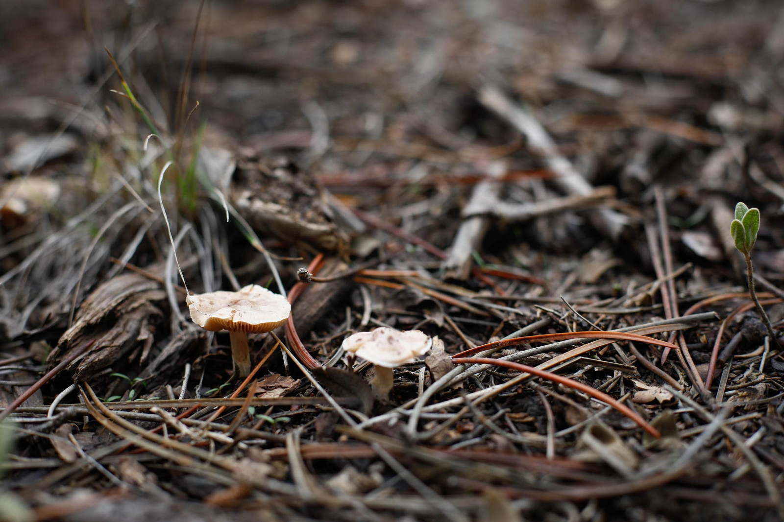 La ruta recolectora de setas en Abla por las XIX Jornadas Micológicas, en imágenes