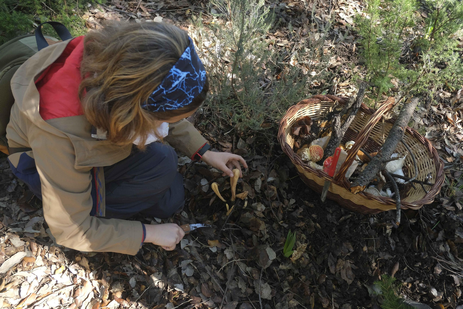 Mocología de la Serranía de Ronda, en fotos.