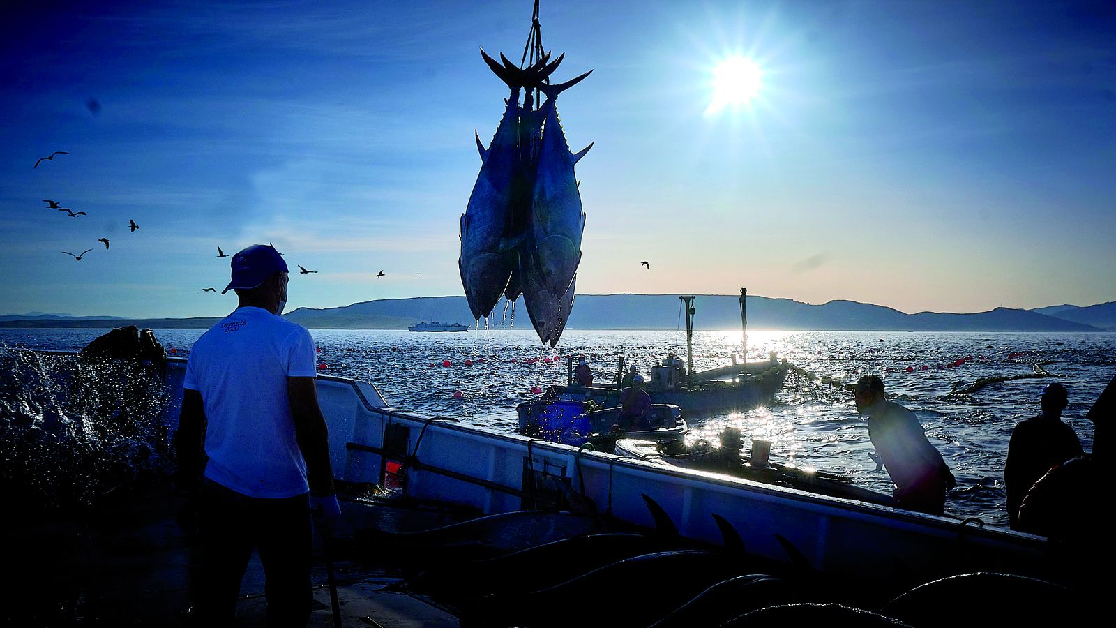 Un arte milenario, la almadraba.