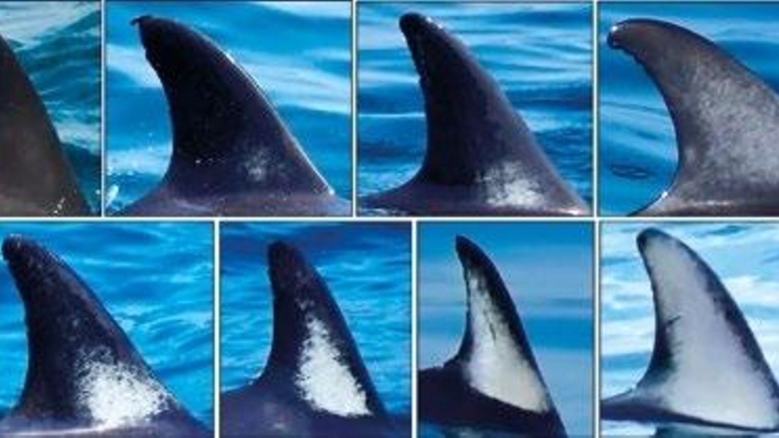 Patrón de coloración de la mancha blanca  característica de la aleta dorsal de 'D. delphis'. La aleta  puede ser desde totalmente negra a casi totalmente  blanca, siendo el patrón más común una aleta dorsal  negruzca, con una mancha blanca o gris claro en el centro.