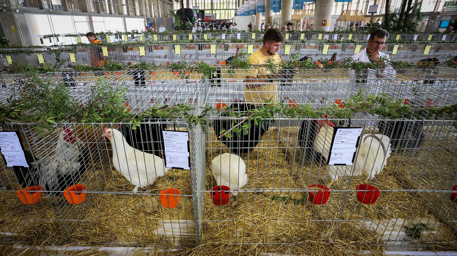 Comienza la feria de la ganadería y la agricultura en IFECA