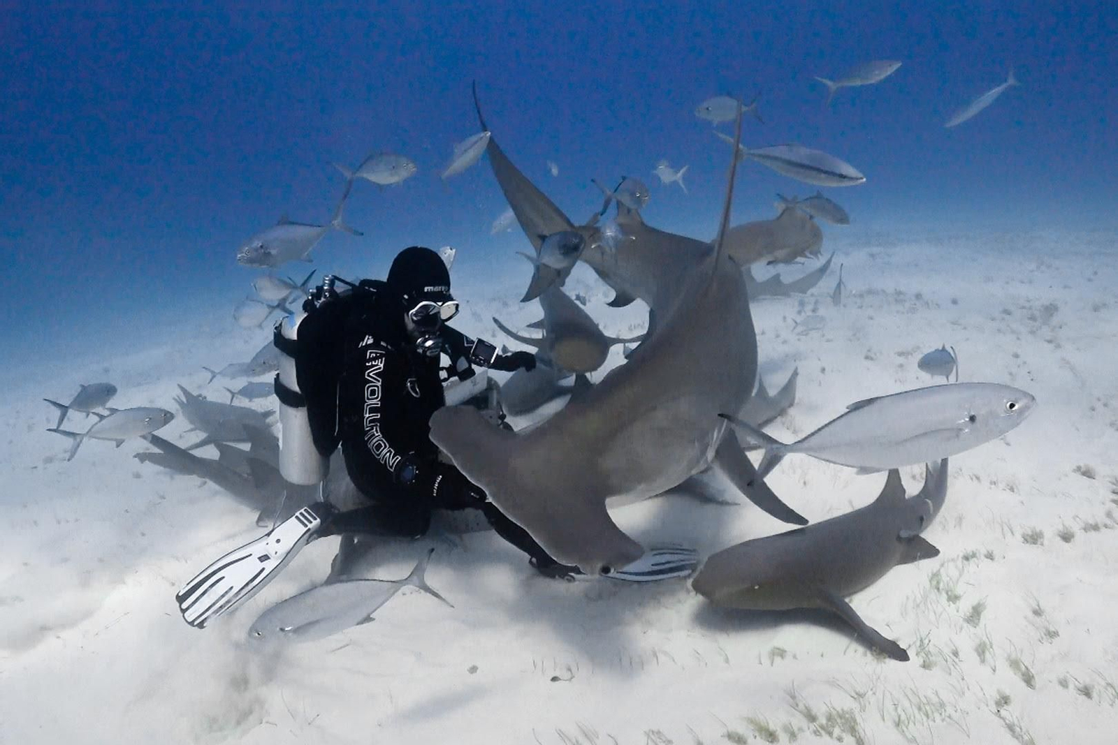 Una experiencia entre tiburones.