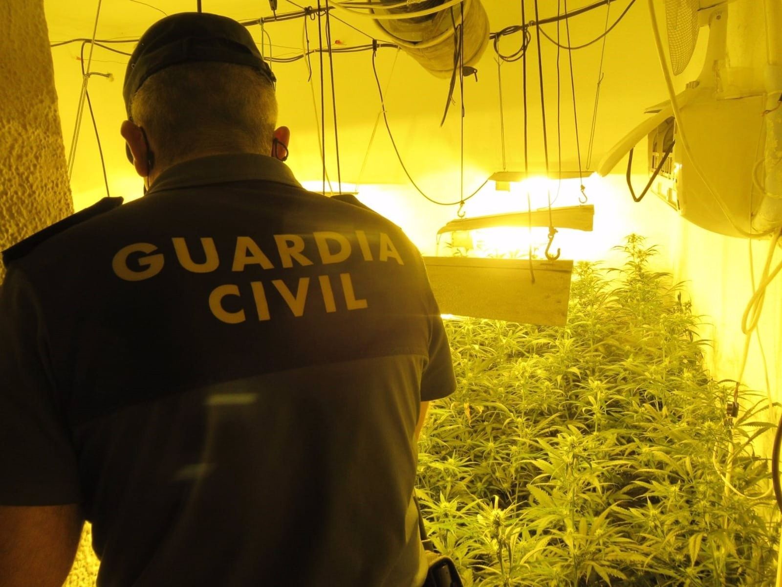 Imagen de archivo de una plantación de marihuana intervenida por la Guardia Civil