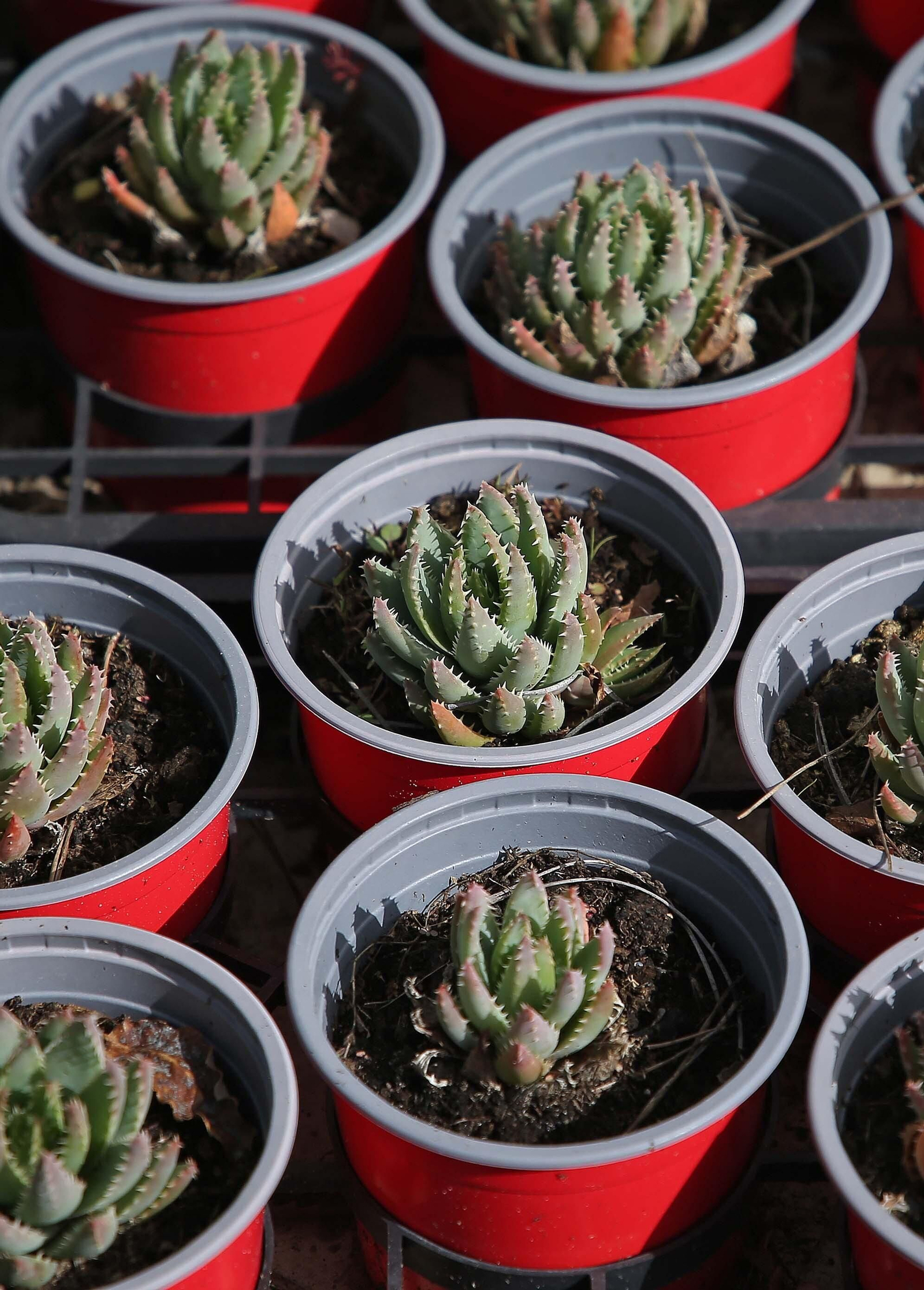 Fotos del vivero municipal de Algeciras